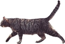 アクセス上のネコ