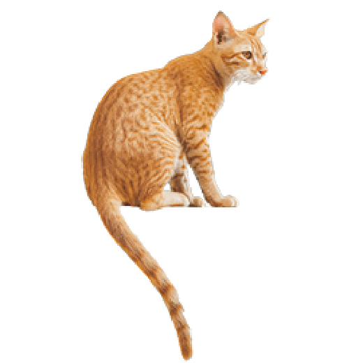 はじめての方へ下のネコ