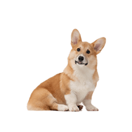 院内風景スライダー下のコーギー