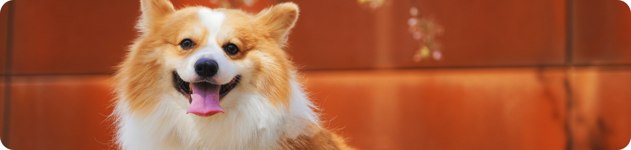 予約診療バナー