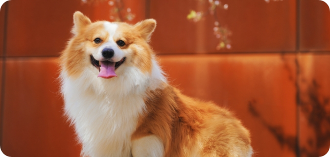 予約診療バナー