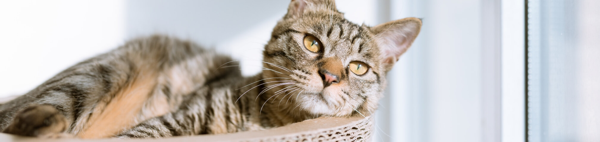 予約診療バナー