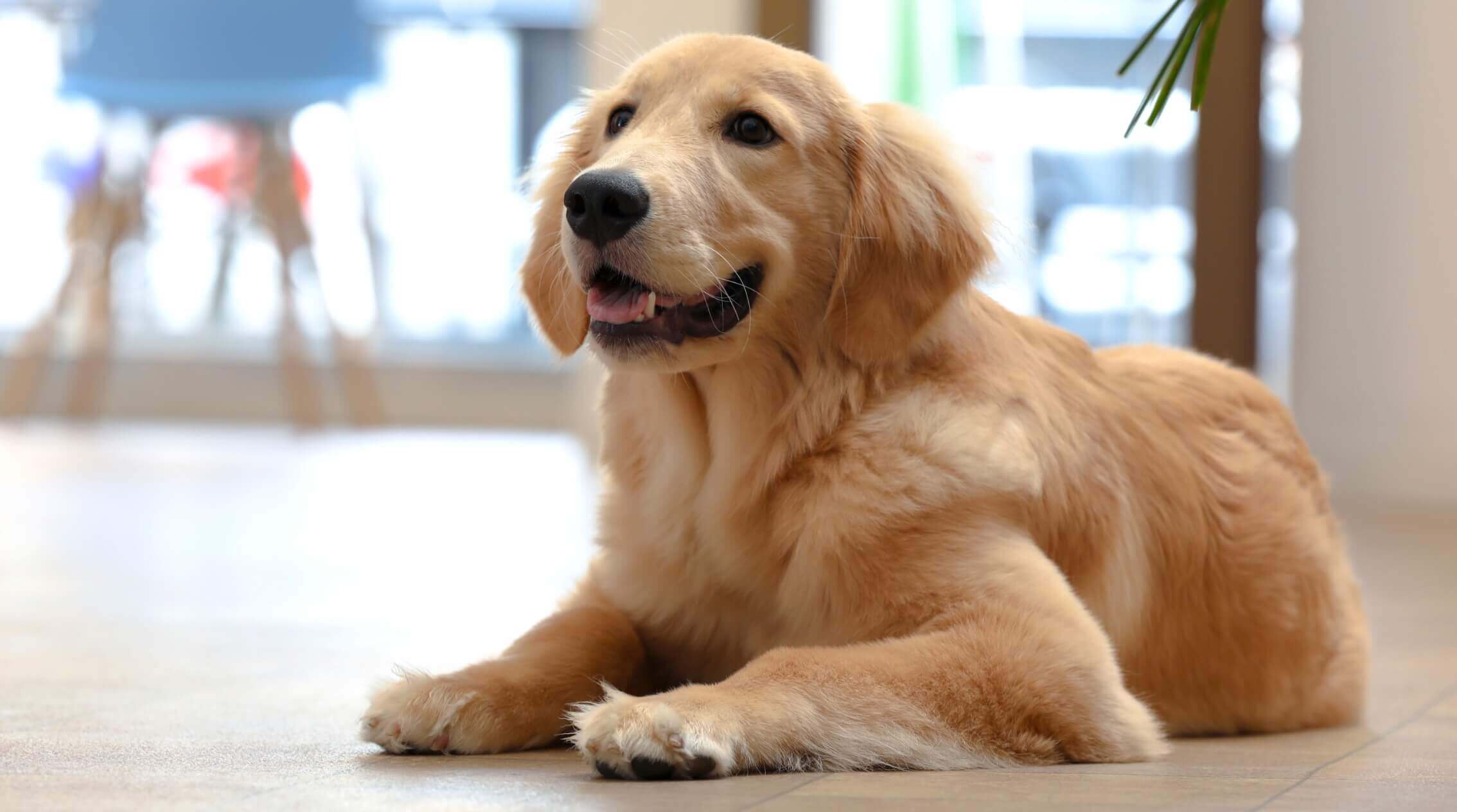 富山市の動物病院／チェルシーアニマルクリニック