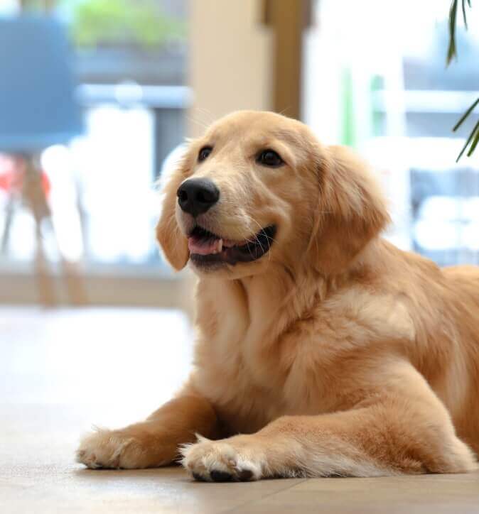 富山市の動物病院／チェルシーアニマルクリニック